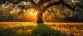 Majestic Tree With Sun Rays Royalty Free Stock Photo