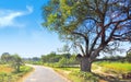 A majestic tree by a winding metalled road Royalty Free Stock Photo