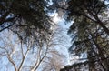 Majestic trees against blue skies Royalty Free Stock Photo