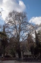 Majestic trees against blue skies Royalty Free Stock Photo