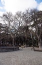 Majestic trees against blue skies Royalty Free Stock Photo