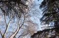 Majestic trees against blue skies Royalty Free Stock Photo