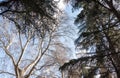 Majestic trees against blue skies Royalty Free Stock Photo