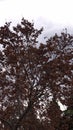 Majestic trees swaying in the wind against blue skies and Church