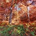 Majestic trees with red foliage against the blue sky on a sunny autumn afternoon