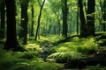 Majestic trees, small bushes, and ferns in a lush green forest