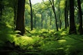 Majestic trees, small bushes, and ferns in a lush green forest