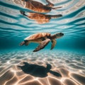 Turtle swims in crystal clear open sea, with sun rays