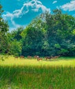 Majestic view of herd of deers grazing in a dense deep forest under a beautiful dramatic cloudscape