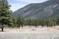 Majestic view of the mountains, with lush green grass and tall trees, Flagstaff, Arizona Royalty Free Stock Photo