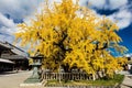 Majestic view of a street with golden-hued tree in full bloom