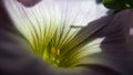 Majestic violet summer flower macro photo