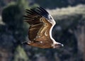 A vulture griffon in the natural park