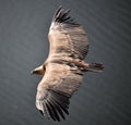 A vulture griffon in the natural park