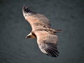 A vulture griffon in the natural park