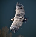 A vulture griffon in the natural park