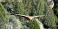 A vulture griffon in the natural park