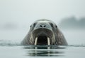 Majestic walrus emerging from the water Royalty Free Stock Photo