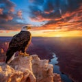 Majestic Watch: Bald Eagle Contemplates Sunset Over Grand Canyon