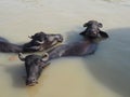 Majestic water buffalos swimming in a tranquil river Royalty Free Stock Photo