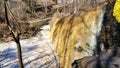 a majestic waterfall with bare winter trees, lush green plants and water flowing along Big Creek River