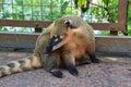 Coati in Iguazu Falls National Park in Argentina South America