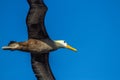 Waved Albatros in Flight