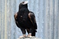 Majestic wedge-tailed eagle