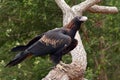 Majestic wedge-tailed eagle Royalty Free Stock Photo