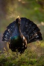 Majestic western capercaillie calling during courting season in spring nature