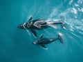 Majestic Whales Gliding Through Ocean Waters Royalty Free Stock Photo