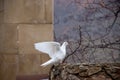 A white bird spreading its wings in fligh