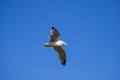 A majestic white and black seagull spreading its wings in flight surrounded by a gorgeous clear blue sky at Malibu Lagoon Royalty Free Stock Photo