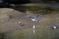Majestic white and black seagulls in flight over the lagoon water at West Street Beach in Laguna Beach California