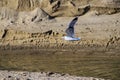 Majestic white and black seagulls in flight over the lagoon water at West Street Beach in Laguna Beach California