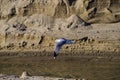 Majestic white and black seagulls in flight over the lagoon water at West Street Beach in Laguna Beach California