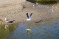 Majestic white and black seagulls in flight over the lagoon water at West Street Beach in Laguna Beach California