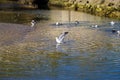 Majestic white and black seagulls in flight over the lagoon water at West Street Beach in Laguna Beach California