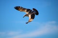 A majestic white and brown seagull in flight surrounded by blue sky with clouds at Marina Park Beach in Ventura California Royalty Free Stock Photo