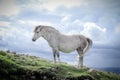 Majestic white horse standing in a lush, grassy field