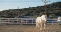 Majestic white horse trotting and roaming freely in a paddock