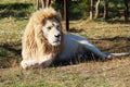 Majestic white lion in safari park