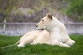 Majestic white lioness Royalty Free Stock Photo