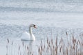 Mute Swan, Cygnus olor, on tranquil water Royalty Free Stock Photo