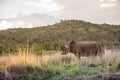 Majestic white rhino Royalty Free Stock Photo