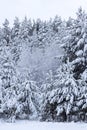 Majestic white snow-covered spruces. Picturesque and gorgeous winter scene.