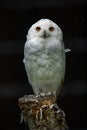 Majestic white snow owl perched atop a rustic wooden stump against a black background Royalty Free Stock Photo