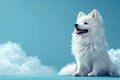 Majestic white spitz dog stands alert against a serene turquoise backdrop, portrait of poise