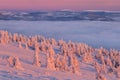 Majestic white spruces glowing by sunlight. Picturesque and gorgeous wintery scene. Jeseniky mountains, Czech Republic. Royalty Free Stock Photo