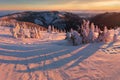 Majestic white spruces glowing by sunlight. Picturesque and gorgeous wintery scene. Jeseniky mountains, Czech Republic. Royalty Free Stock Photo